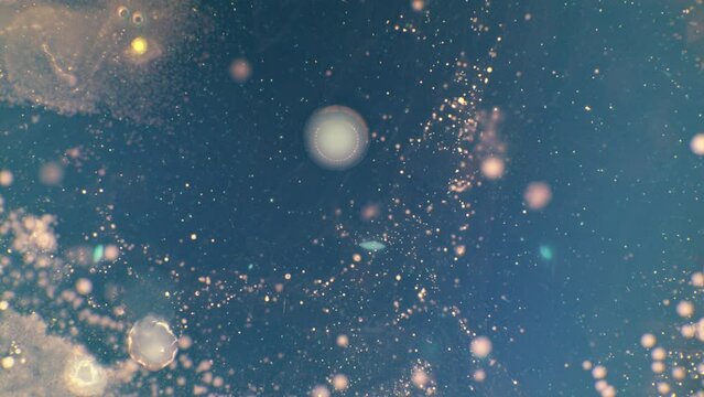  bacterial growth in a petri dish timelapse