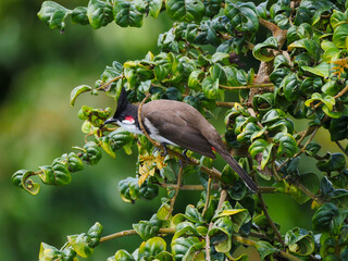 Red Whiskered Bulbul bird perching in natural environment in Mauritius - curbing body