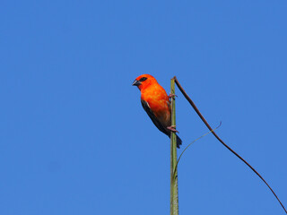 Intense red bird isolated on blue sky perched vertically on palm tree top