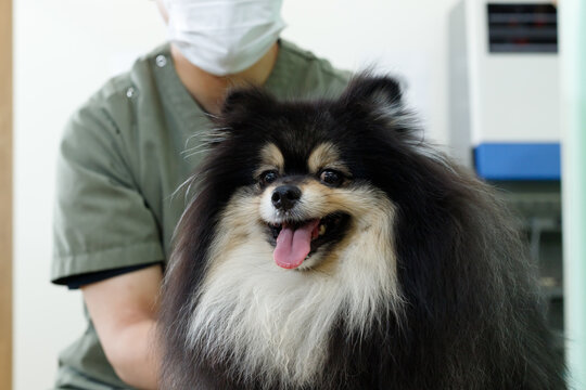 犬の整体、鍼灸院、動物病院イメージ。施術を受けるリラックスしたポメラニアン。