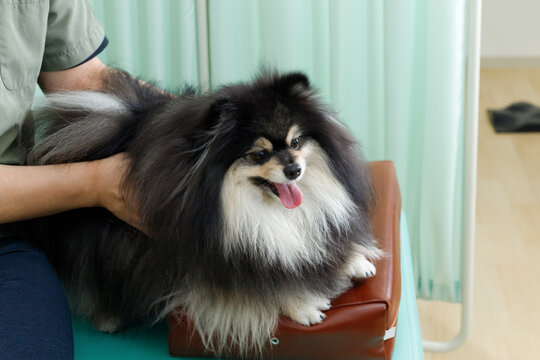 犬の整体、鍼灸院、動物病院イメージ。施術を受けるリラックスしたポメラニアン。
