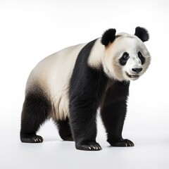 Naklejka premium Panda on white background, AI generated Image