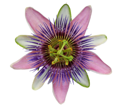 Beautiful purple and pink passiflora - Passion Flowers on isolated background