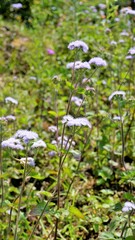 Portrait Flowers of Ageratum conyzoides also known as Tropical whiteweed, Billygoat plant, Goatweed, Bluebonnet, Bluetop, White Cap, Chick weed