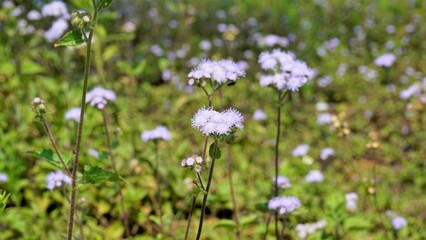 Landscape mode Flowers of Ageratum conyzoides also known as Tropical whiteweed, Billygoat plant, Goatweed, Bluebonnet, Bluetop, White Cap, Chick weed