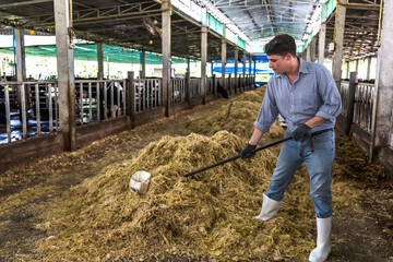 Cow man preparing hay for cow feeding in dairy farming