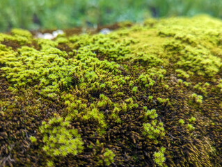 自然に生える苔