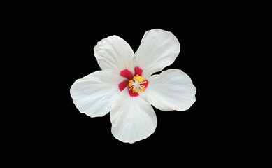 Fototapeta na wymiar Closeup of white hibiscus flower blossom blooming isolated on black background, stock photo, spring summer flower, single plants