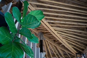 Ficus lyrata, commonly known as the fiddle-leaf fig, it grows in lowland tropical rain forest. Green leaves plant with baboo wood structure background. Popular planted in the tree to decorate house.