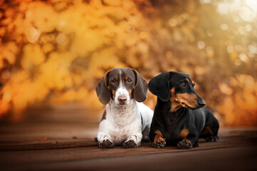 two funny dachshunds beautiful autumn portrait