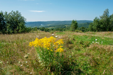 The evening is bright in the mountains in the summer with green forest