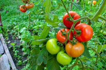 delicious and red tomatoes natural
