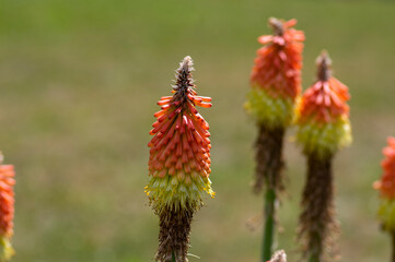 Kniphofia uvaria bright yellow orange ornamental flowering plants on tall stem, group tritomea torch lily red hot poker flowers