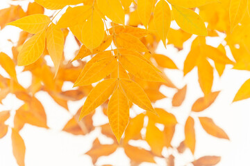 close up of yellow ash tree leaves