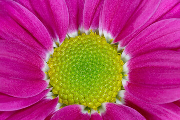 close up of purple chrysanthemum