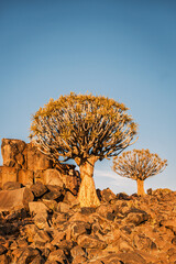 Quiver tree (Aloe Dichotoma) forest, Keetmanshoop, Namibia. A recognized Namibia landmark.