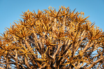 Quiver tree (Aloe Dichotoma) forest, Keetmanshoop, Namibia. A recognized Namibia landmark.