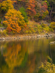 Autumn leaves reflecting on the lake surface (Lake Shoji, Yamanashi, Japan)