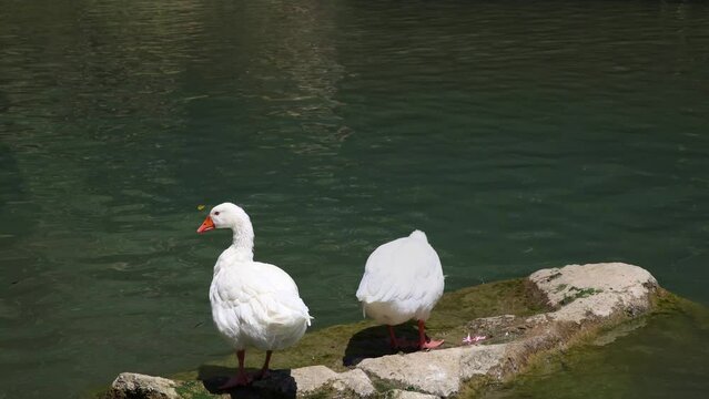 Two white geese relax and pluck the feathers at a rock surrounded by lake in sunny Greece