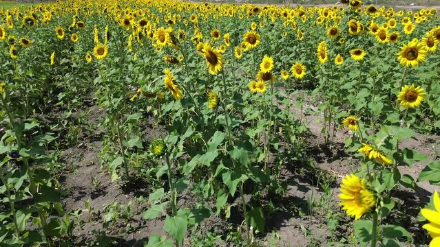 Plantio de girasoles donde se muestra su color nitido y su tama&ntilde;o de manera contundente 