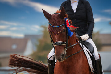 Dressage horse with double bridle and red ribbon on the lap of honor, head portraits from the front...