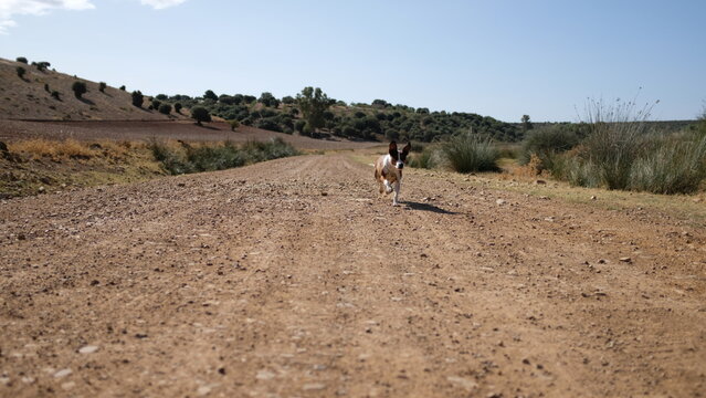 jack rusell disfrutando en el campo