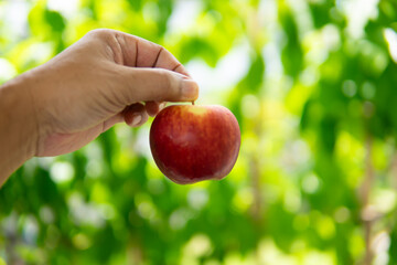 Close up hand holding apple