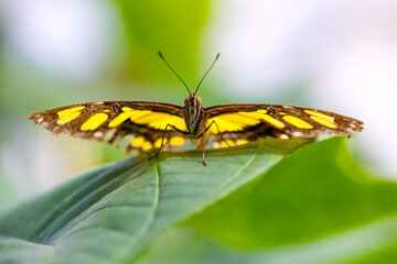 Malachite (Siproeta stelenes) is a neotropical brush-footed butterfly, family Nymphalidae. Macro close up portrait of colorful delicate tropical insect. Symmetrical frontal view from frog perspective.