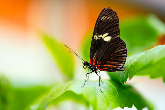 Doris longwing or Doris (Heliconius doris viridis) is a species of butterfly in the family Nymphalidae from South America. Macro close up of delicate insect with black, white and red wings on a leaf.
