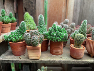 Cute little cactus and friends.
