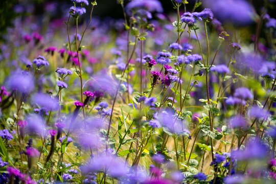 Colorful late summer meadow with lilac, purple and violet flowers of Whiteweed (Ageratum), Mealy Sage (Salvia farinicea) and Slender vervain (Verbena rigida). Mixed plantation bed with selective focus