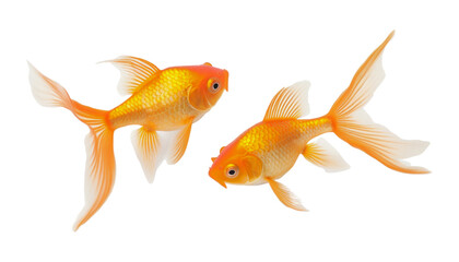 goldfish isolated on transparent background cutout