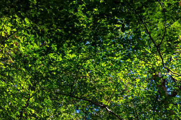 Fototapeta na wymiar Green leaves on the trees in full frame view. Carbon net zero background photo