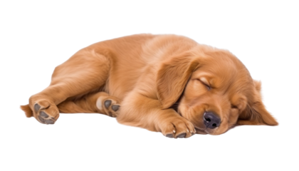 sleep golden retriever puppy isolated on transparent background cutout