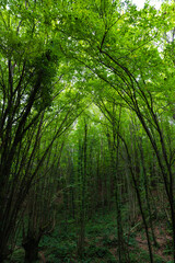 Naklejka premium Lush green forest view. Carbon neutrality concept vertical background photo
