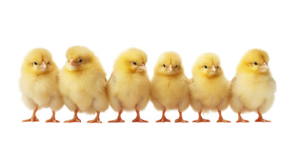 six little chicken isolated on transparent background cutout