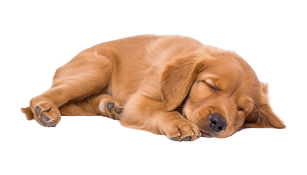 sleep golden retriever puppy isolated on transparent background cutout