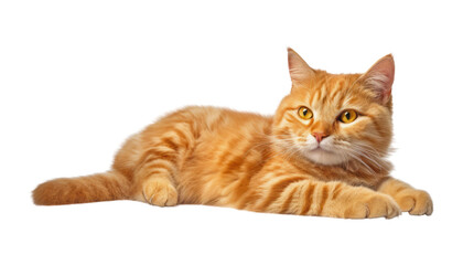 lay orange cat isolated on transparent background cutout