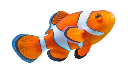 clownfish isolated on transparent background cutout