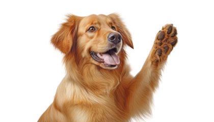 golden retriever dog isolated on transparent background cutout