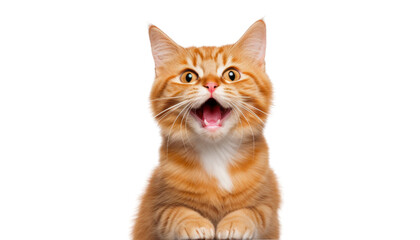 cat meow isolated on transparent background cutout