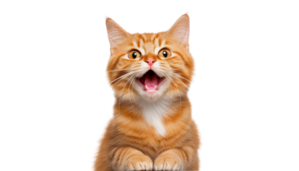 cat meow isolated on transparent background cutout