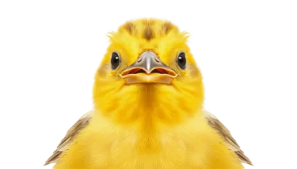 Foto op Canvas yellow bird isolated on transparent background cutout © Papugrat