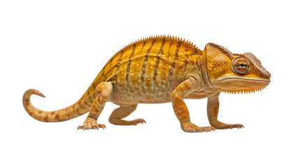 yellow chameleon isolated on transparent background cutout