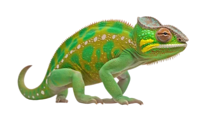 Schilderijen op glas green chameleon isolated on transparent background cutout © Papugrat