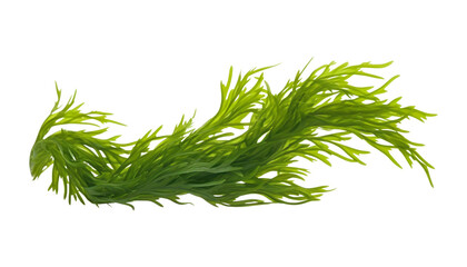 Fototapeta premium seaweed isolated on transparent background cutout
