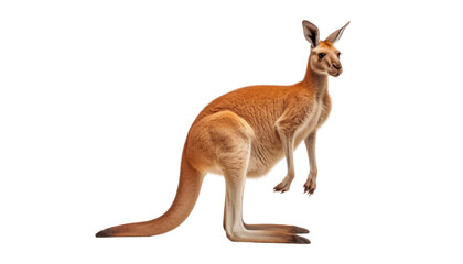 kangaroo isolated on transparent background cutout