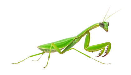 green praying mantis isolated on transparent background cutout