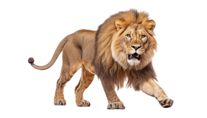 lion walking isolated on transparent background cutout