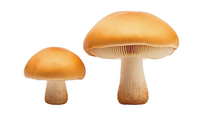 mushroom isolated on transparent background cutout